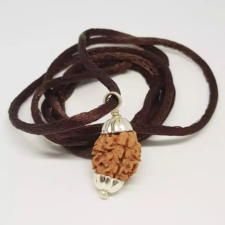 3 Faced Rudraksha - Nepal - Image 7