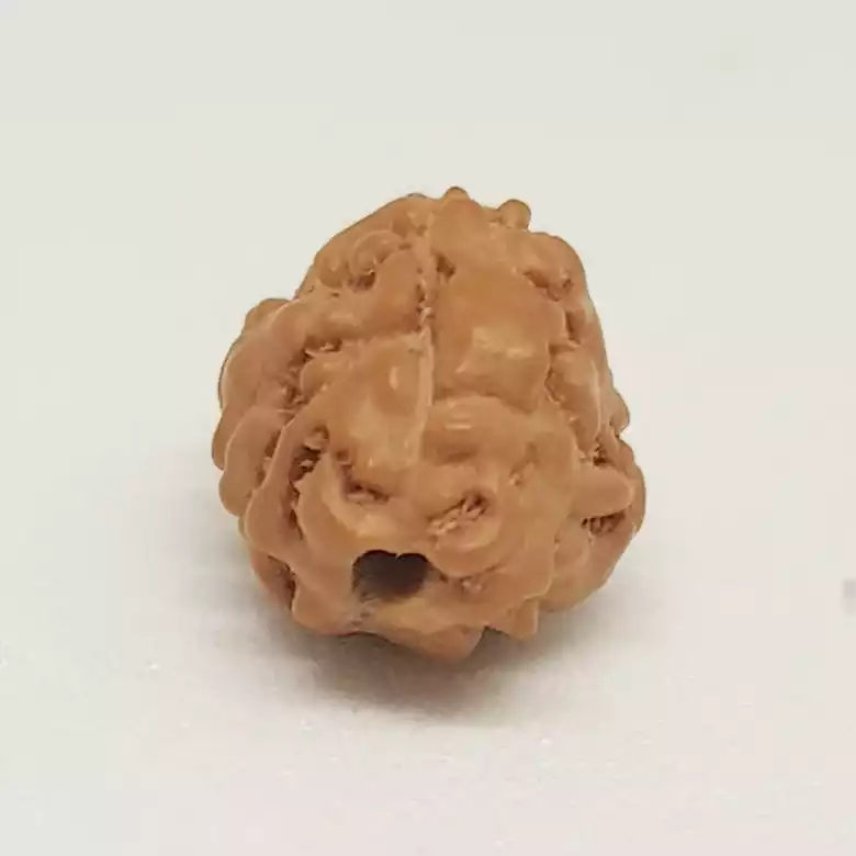 3 Mukhi Rudraksha - Indonesia - Image 10