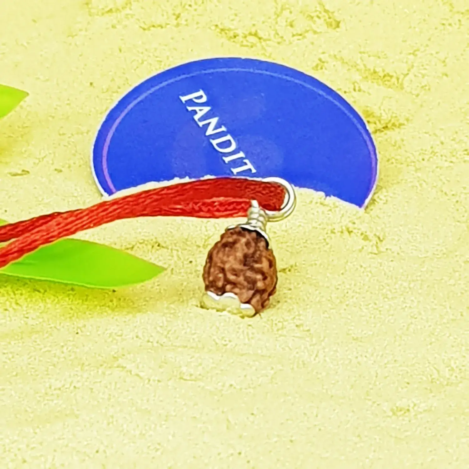 3 Mukhi Rudraksha - Indonesia - Image 4