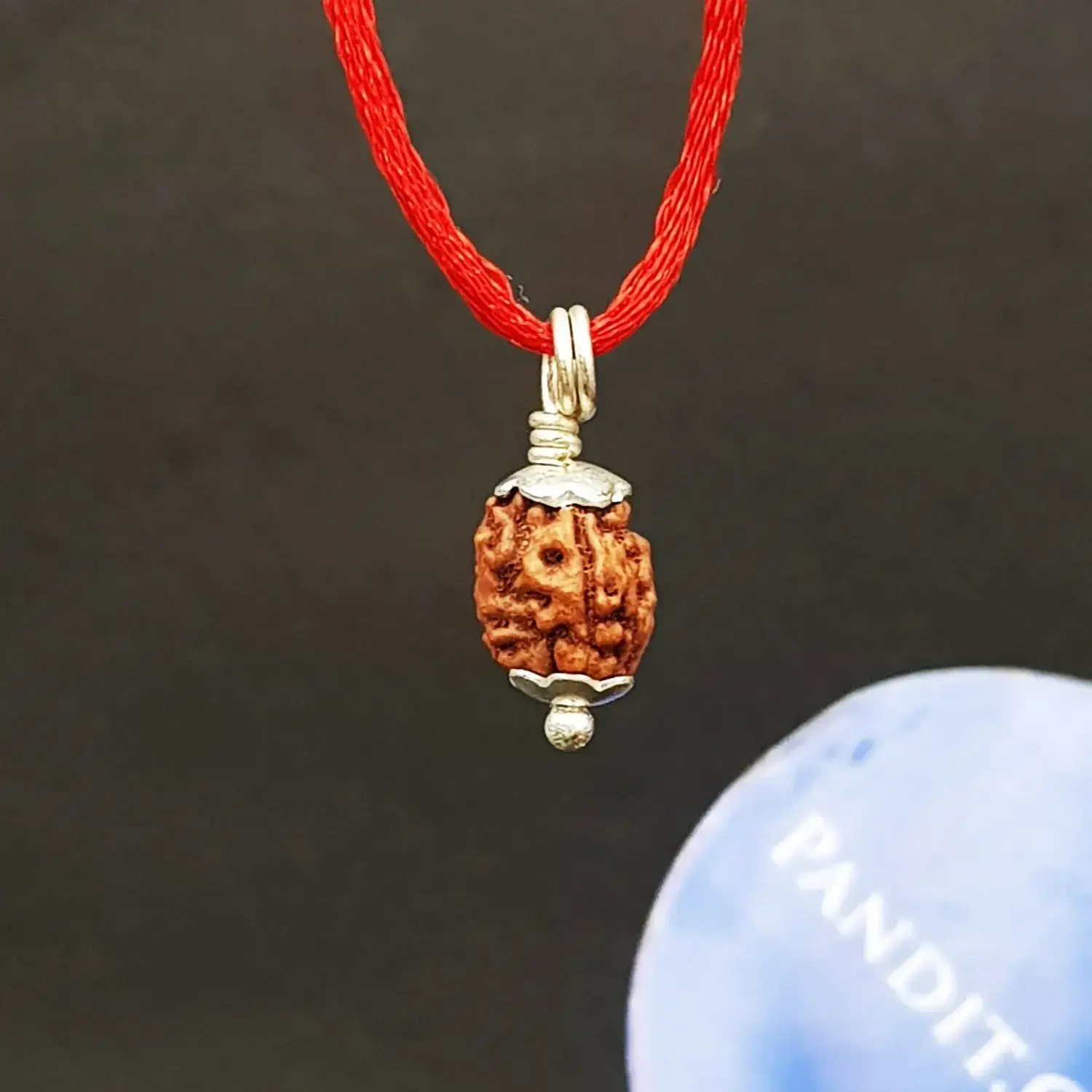 3 Mukhi Rudraksha - Indonesia - Image 5