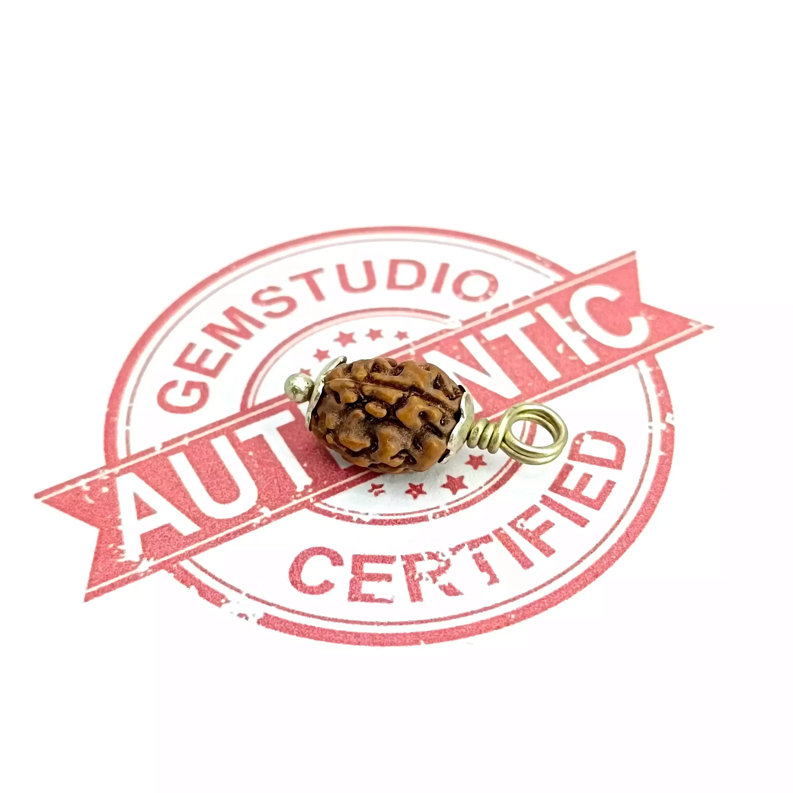 3 Mukhi Rudraksha - Indonesia - Image 6