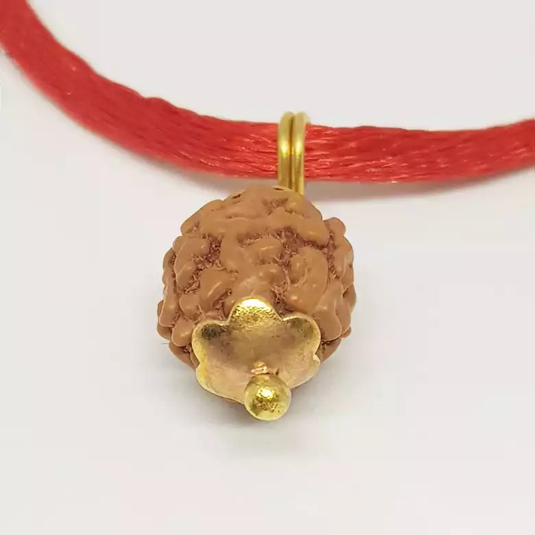3 Mukhi Rudraksha - Indonesia - Image 8