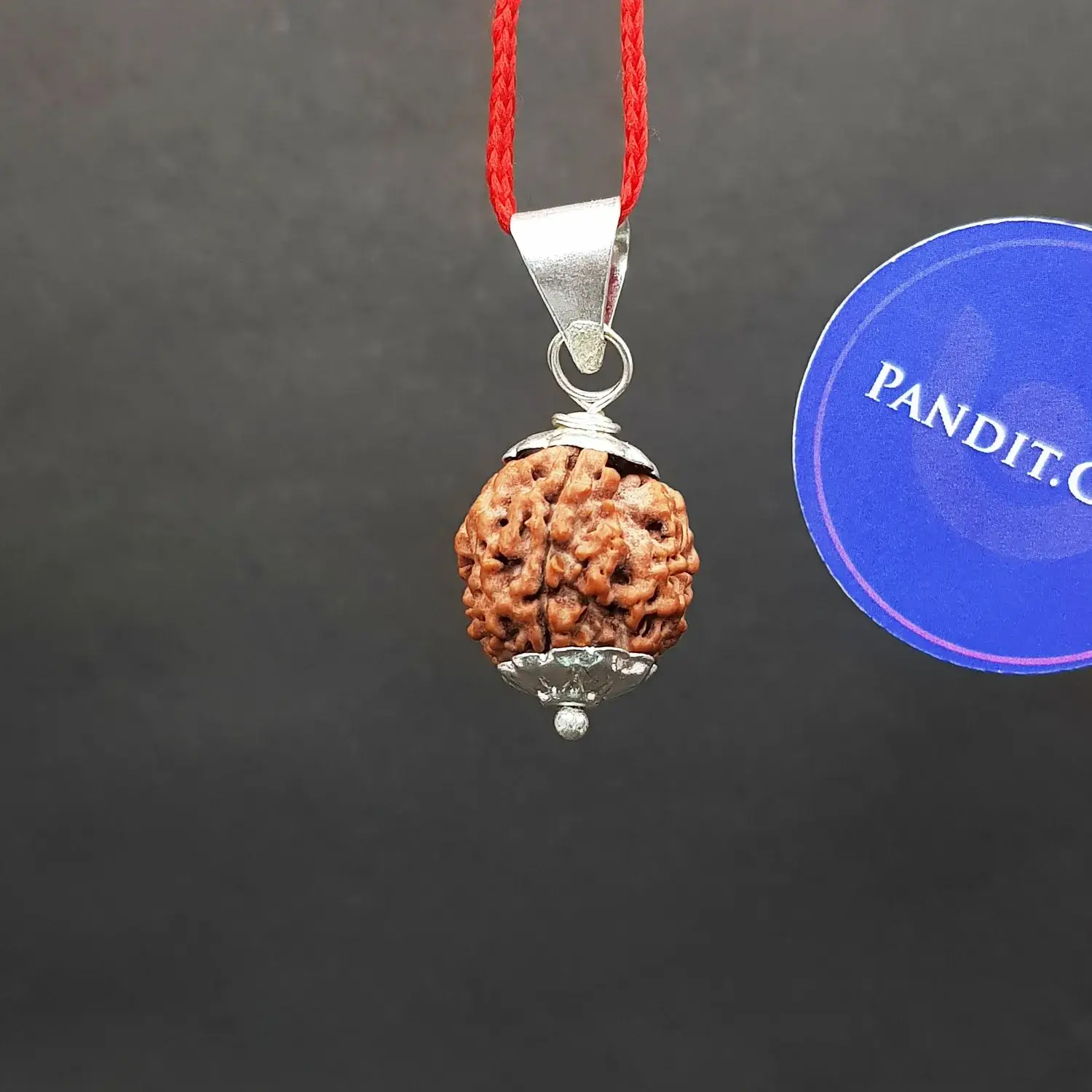 4 Faced Rudraksha - Nepal - Image 2