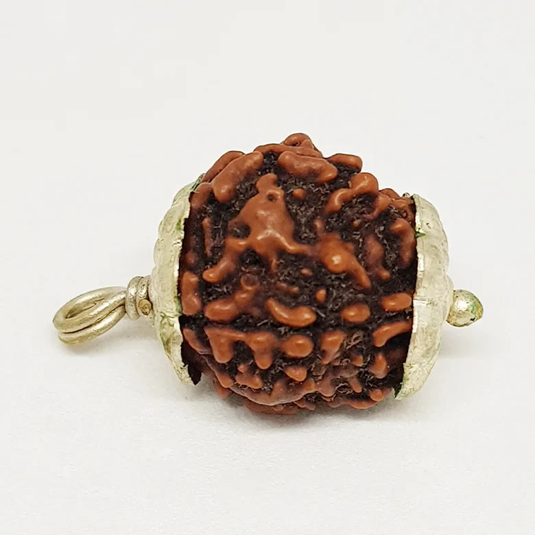 4 Faced Rudraksha - Nepal - Image 6