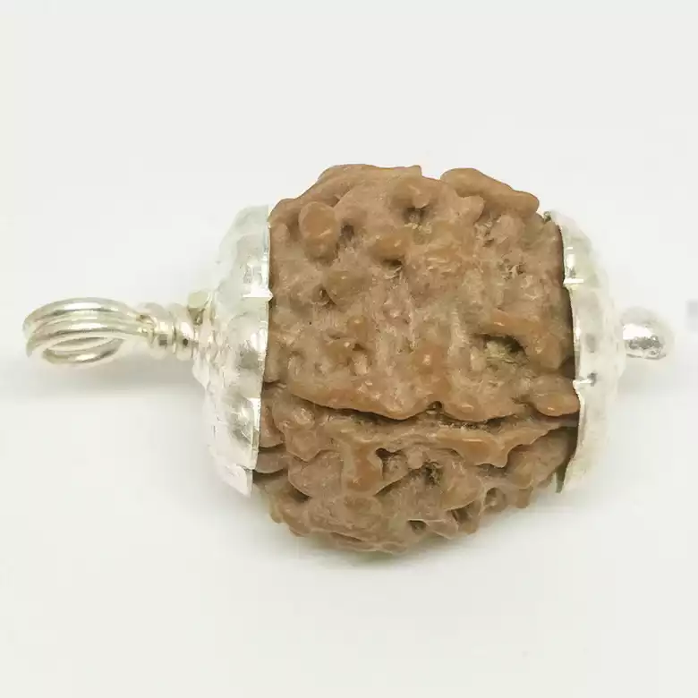 4 Faced Rudraksha - Nepal - Image 7