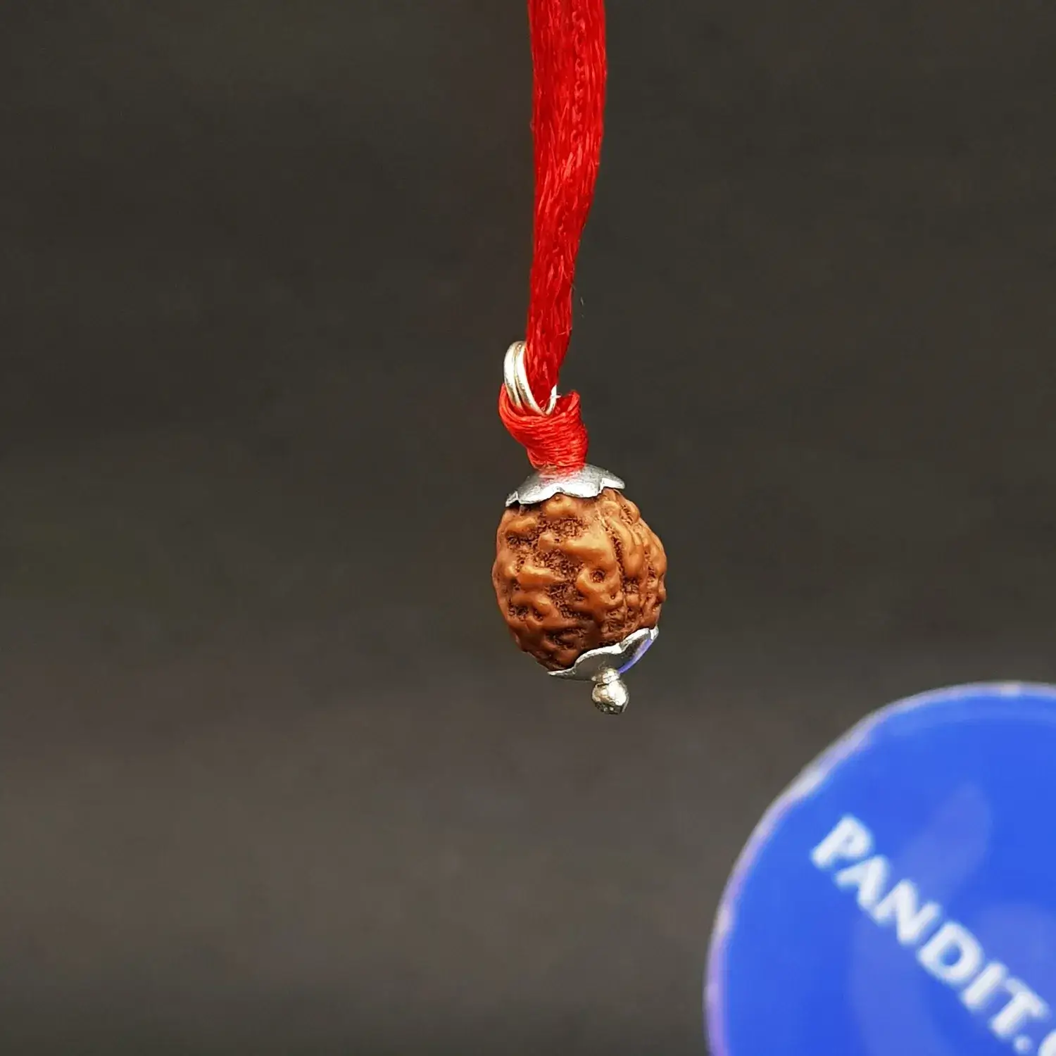 4 Mukhi Rudraksha - Indonesia - Image 6