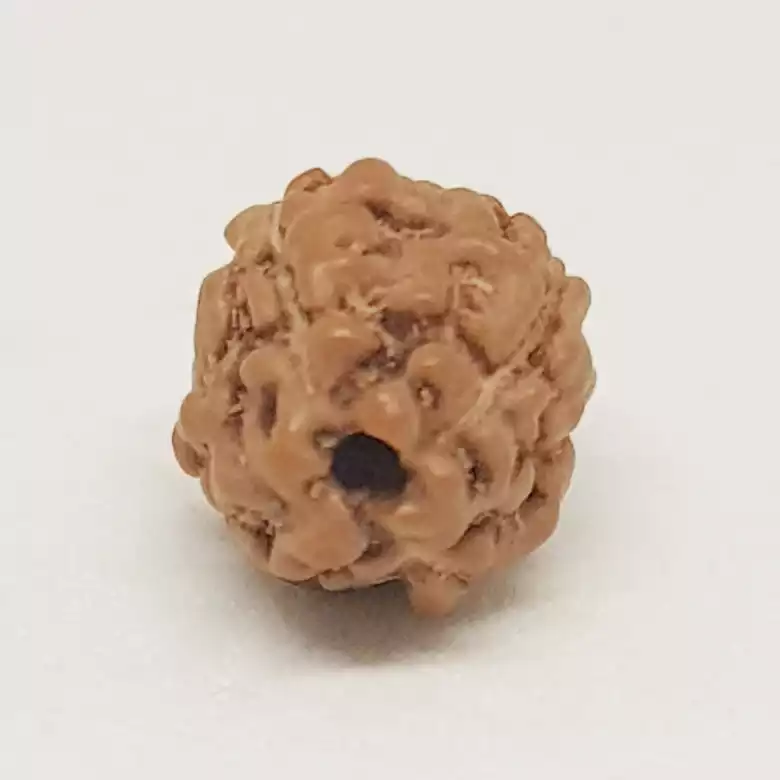 4 Mukhi Rudraksha - Indonesia - Image 9