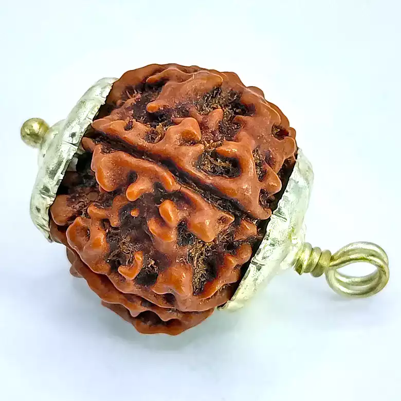 5 Faced Rudraksha - Nepal - Image 4
