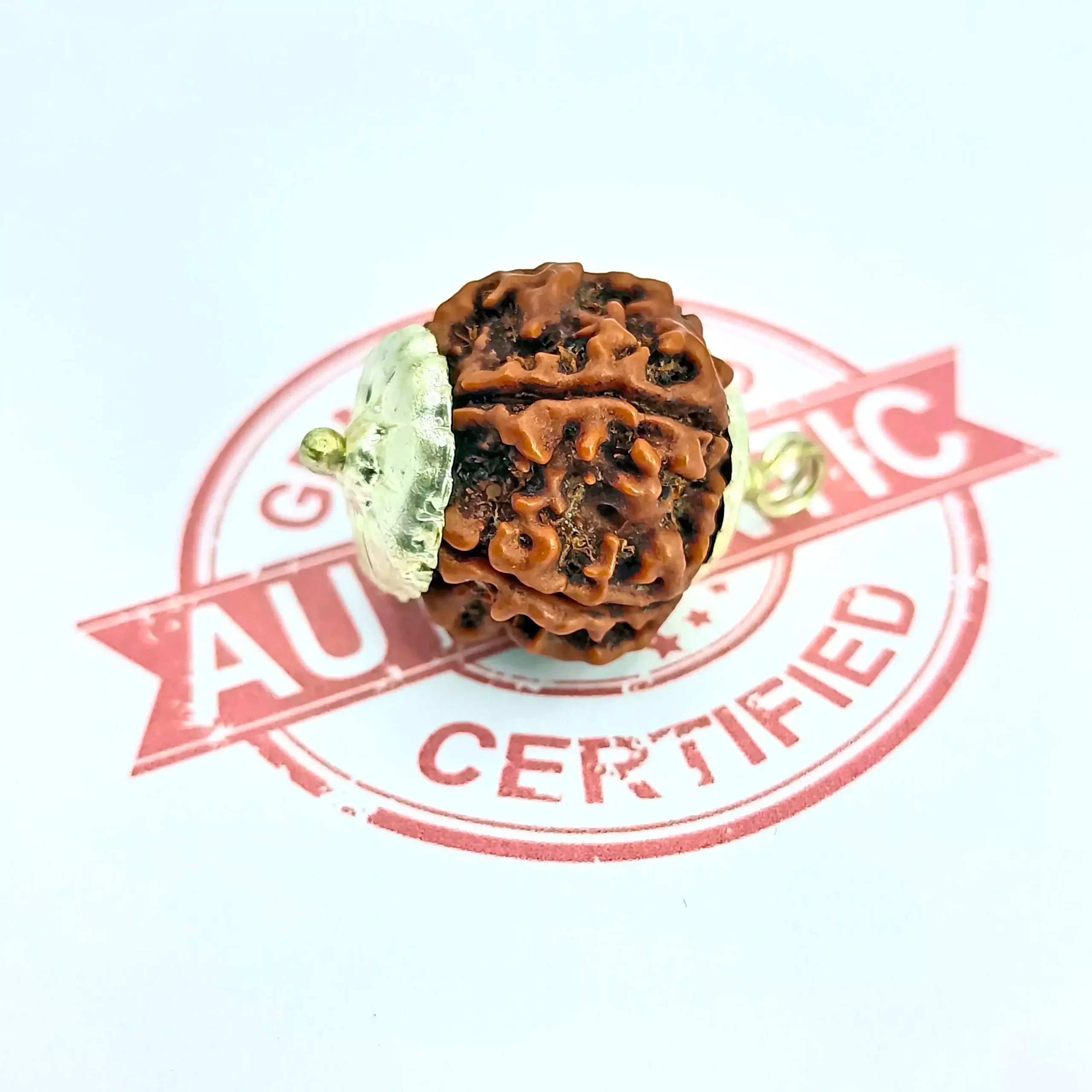 5 Faced Rudraksha - Nepal - Image 5