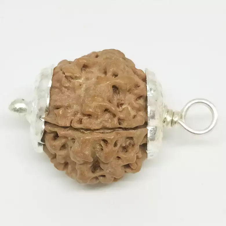 5 Faced Rudraksha - Nepal - Image 7