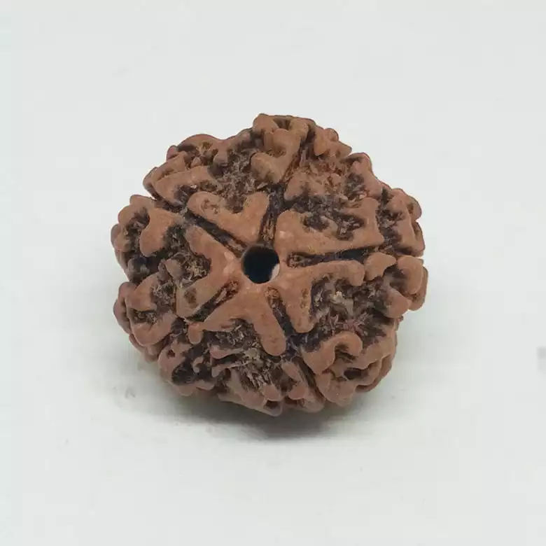 5 Faced Rudraksha - Nepal - Image 8