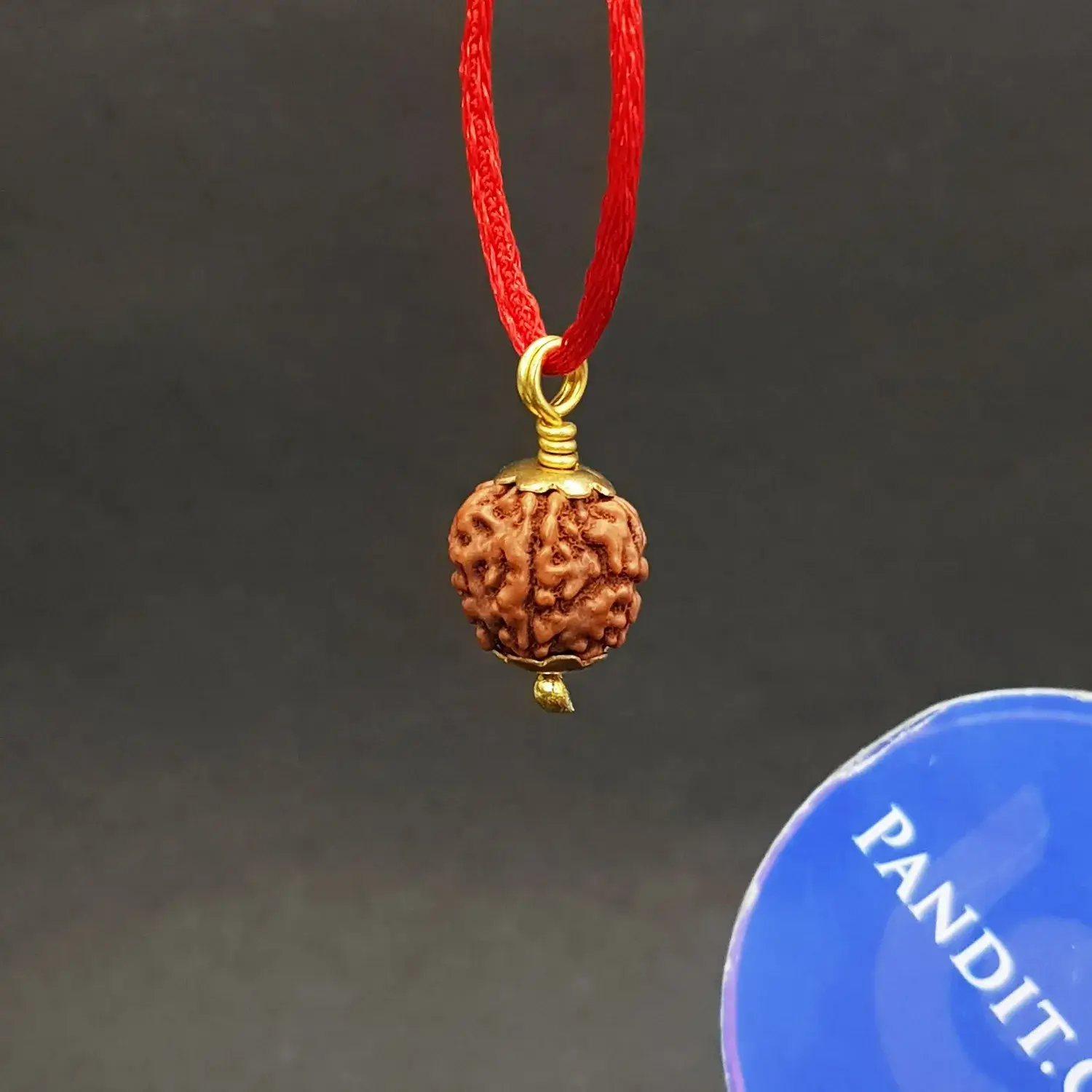 5 Mukhi Rudraksha - Indonesia - Image 4