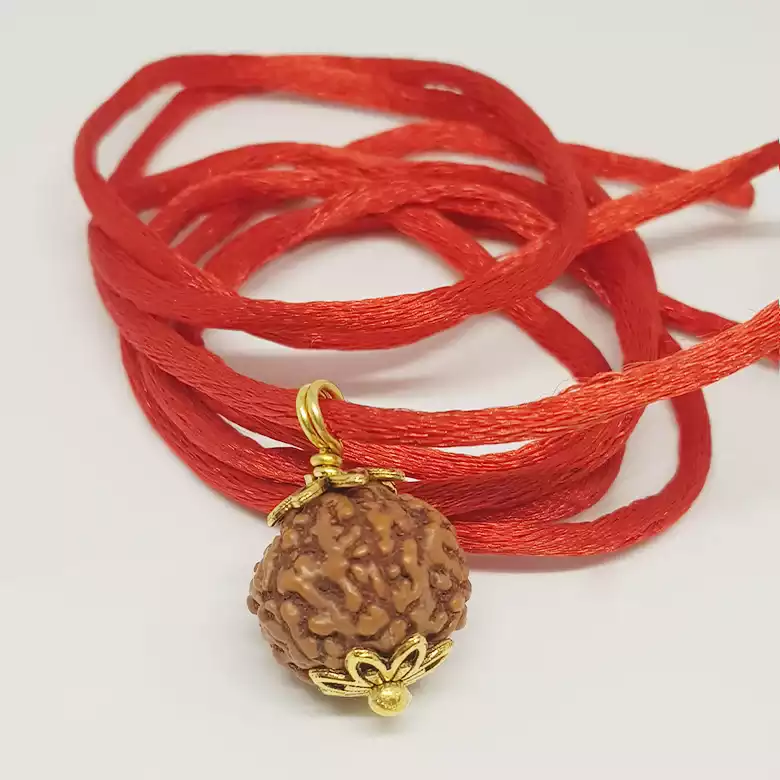 5 Mukhi Rudraksha - Indonesia - Image 7