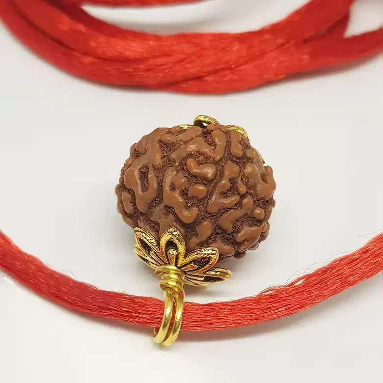 5 Mukhi Rudraksha - Indonesia - Image 8