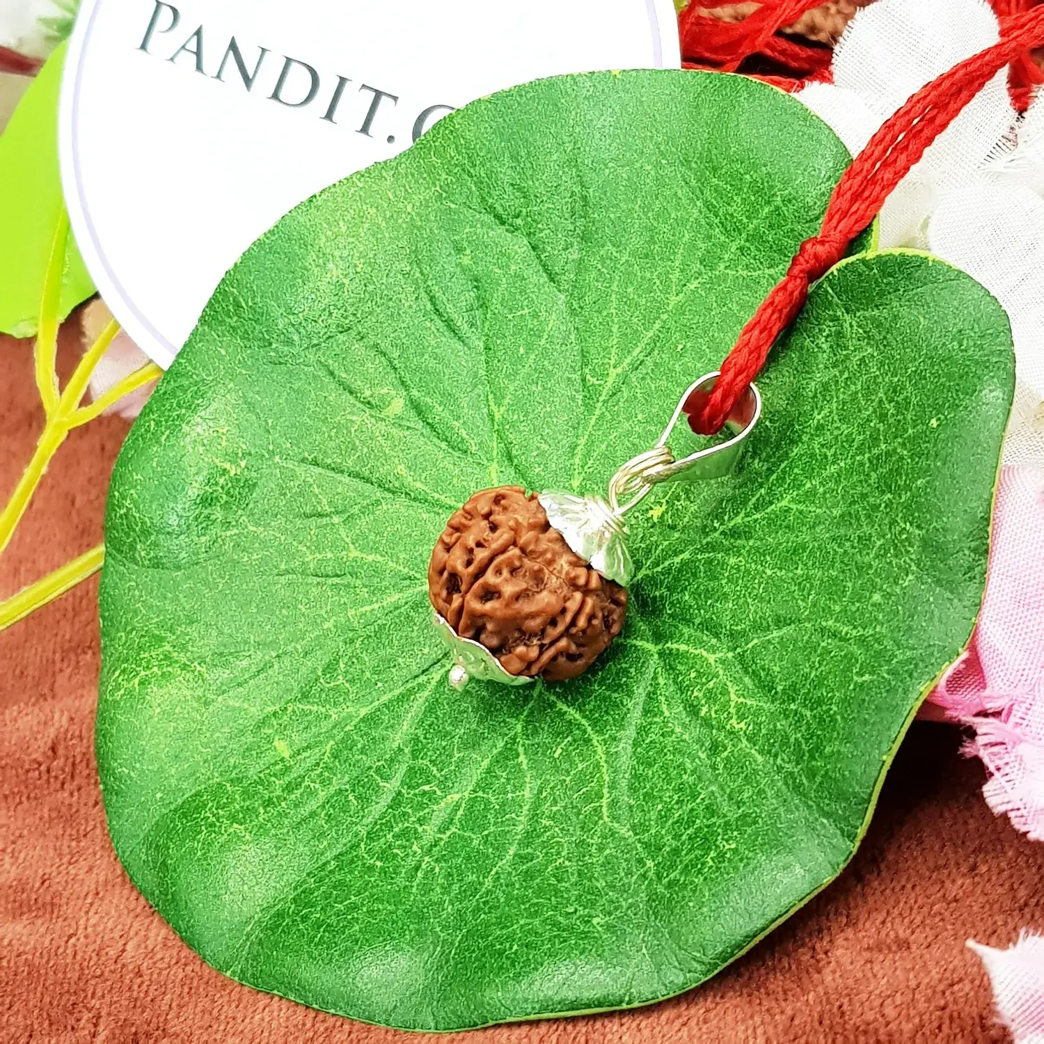 6 Faced Rudraksha - Nepal