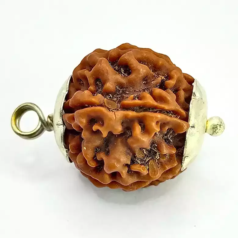 6 Faced Rudraksha - Nepal - Image 4