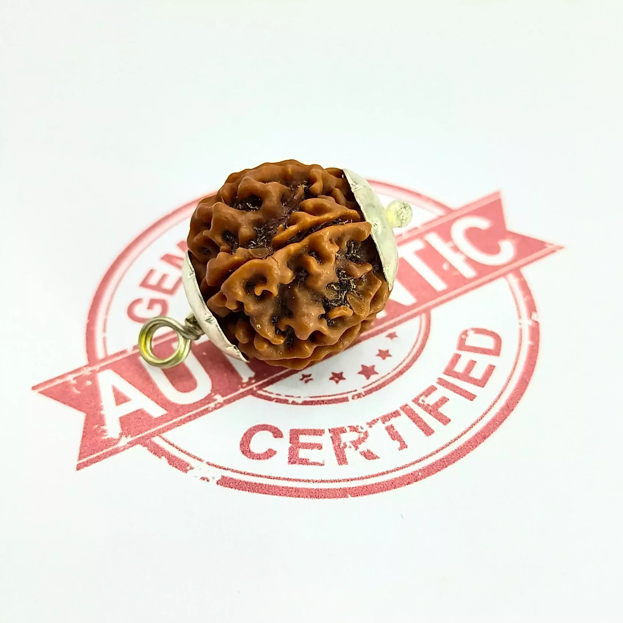 6 Faced Rudraksha - Nepal - Image 5