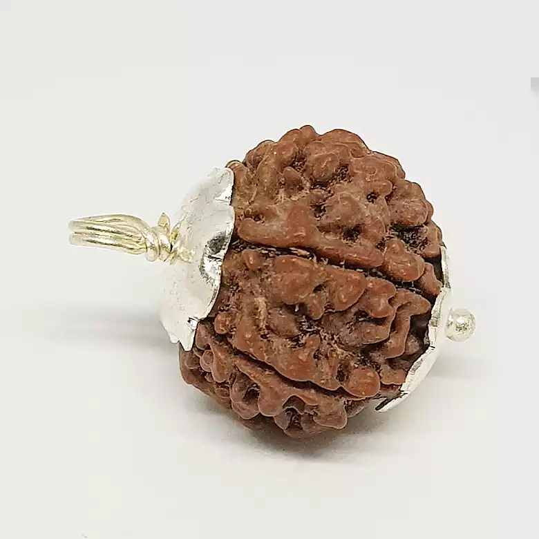 6 Faced Rudraksha - Nepal - Image 7