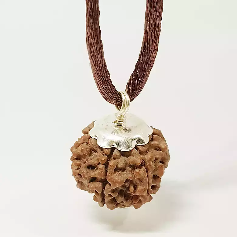 6 Faced Rudraksha - Nepal - Image 8