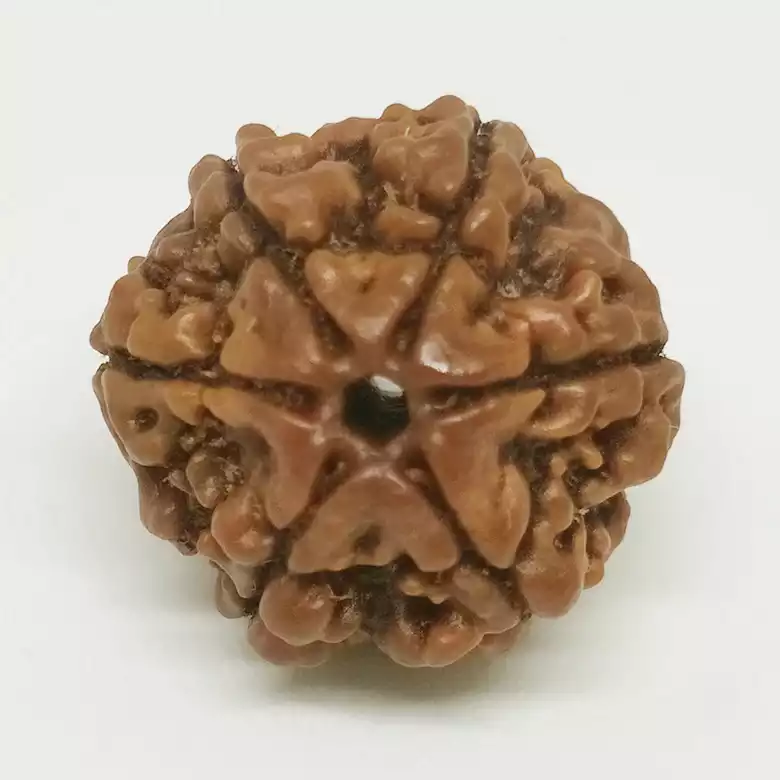 6 Faced Rudraksha - Nepal - Image 9