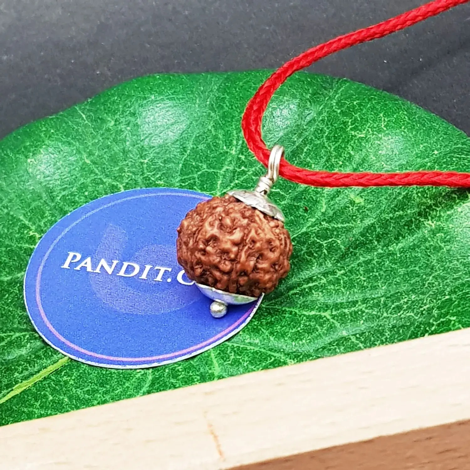 6 Mukhi Rudraksha - Indonesia - Image 3