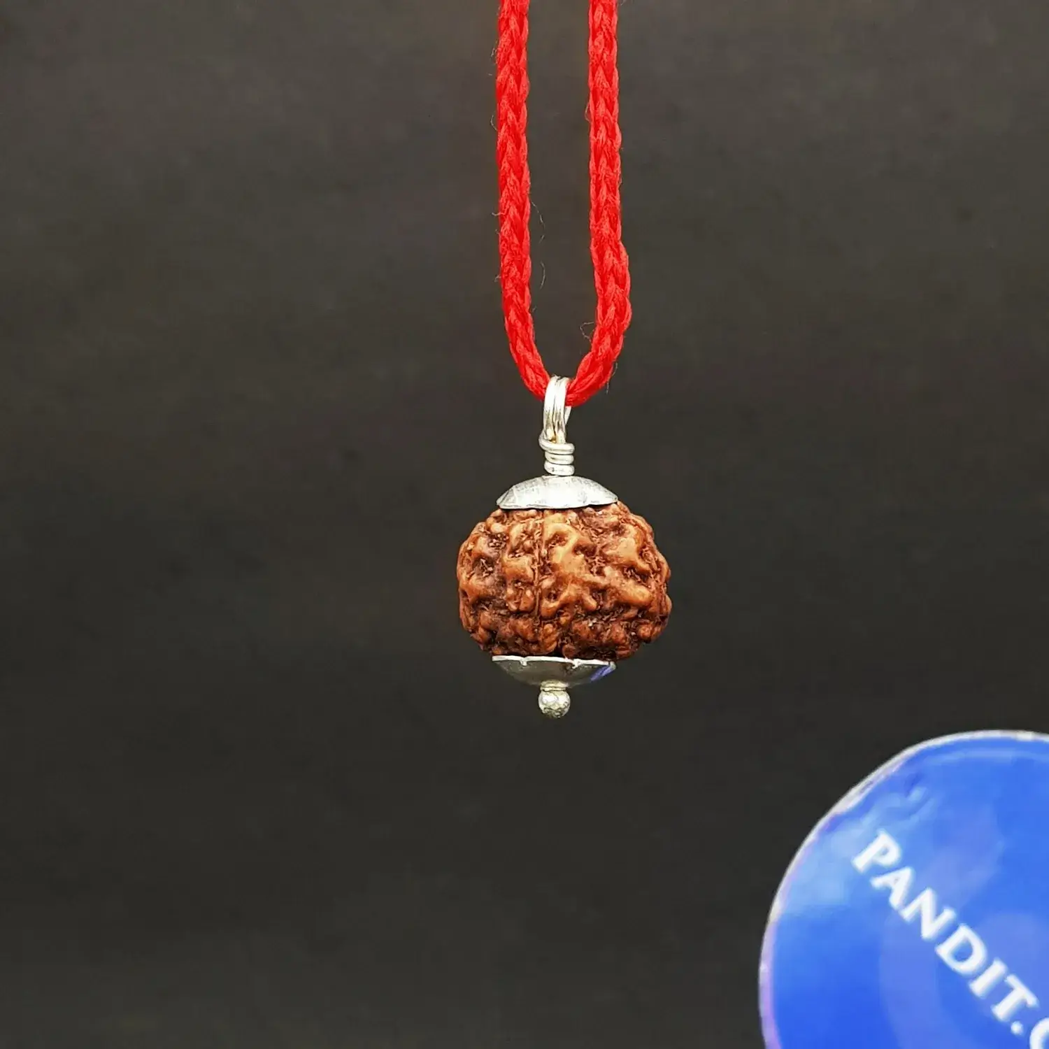 6 Mukhi Rudraksha - Indonesia - Image 4