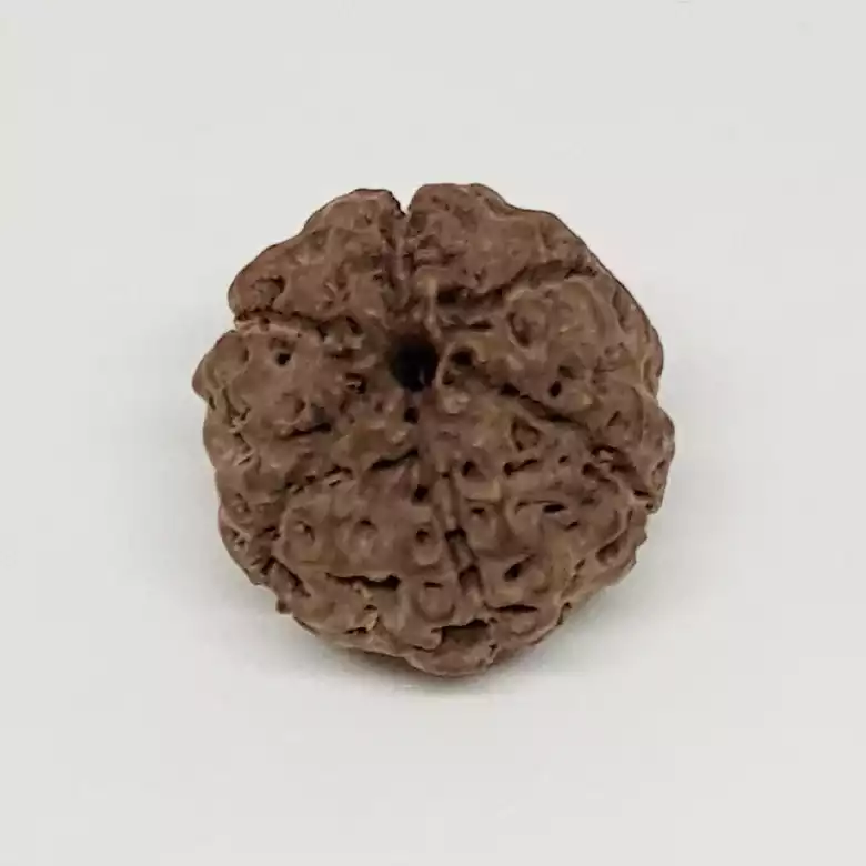 6 Mukhi Rudraksha - Indonesia - Image 8
