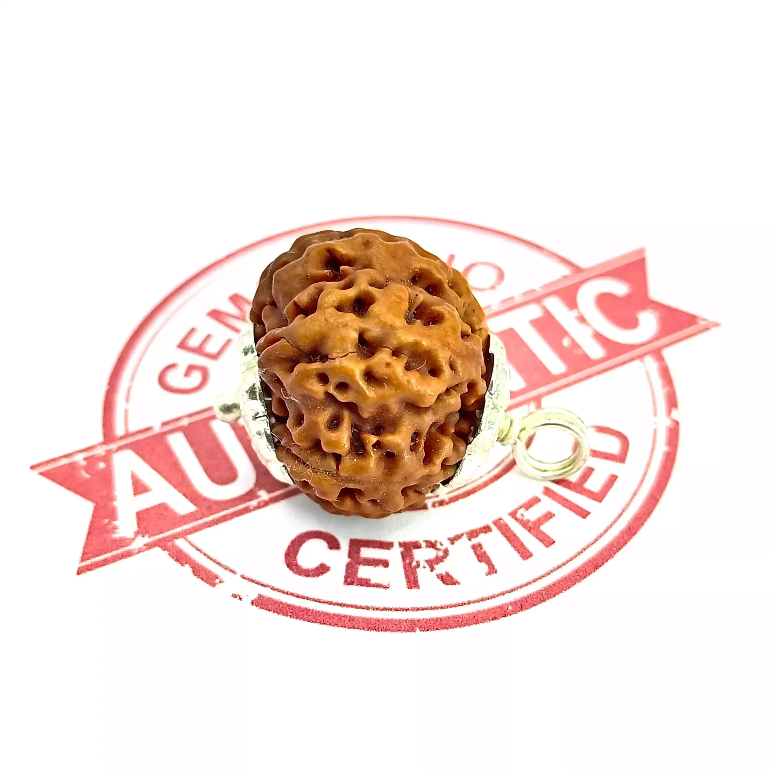 7 Mukhi Rudraksha - Nepal - Image 5