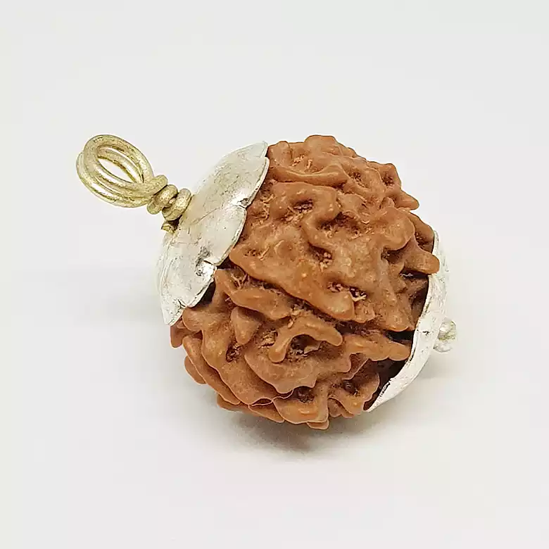 7 Mukhi Rudraksha - Nepal - Image 8