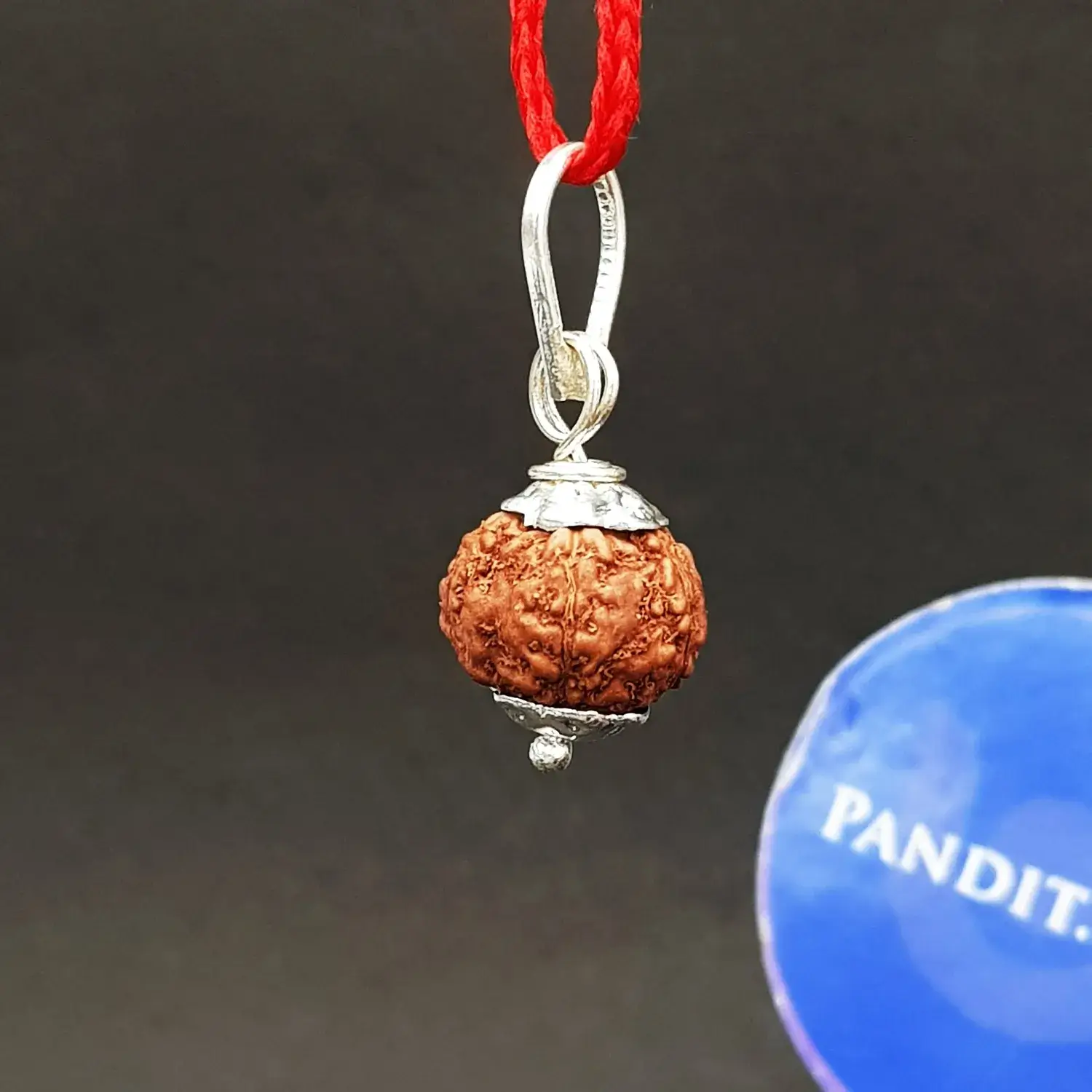 7 Mukhi Rudraksha - Indonesia - Image 4