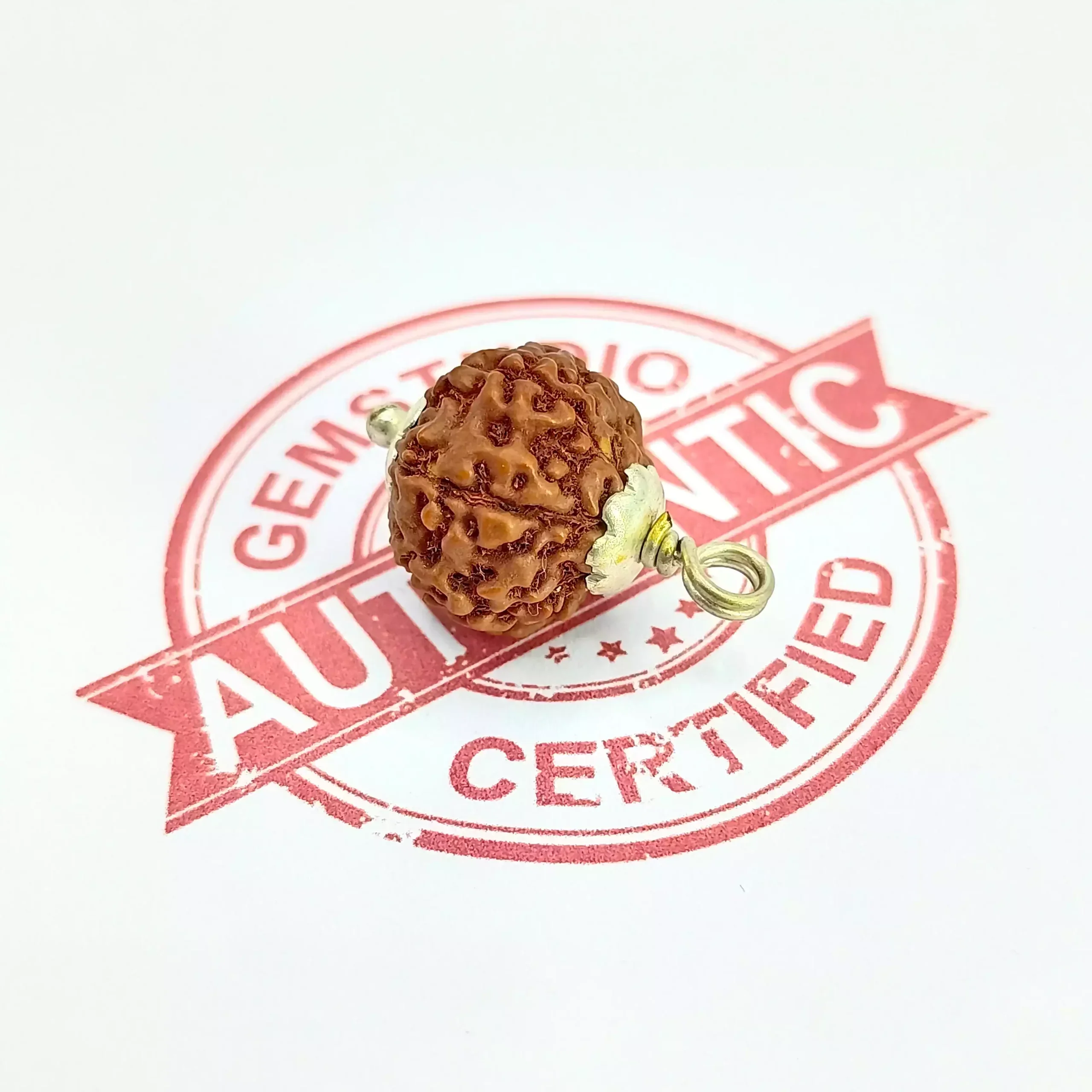 7 Mukhi Rudraksha - Indonesia - Image 5