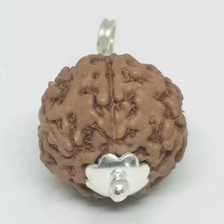 7 Mukhi Rudraksha - Indonesia - Image 7