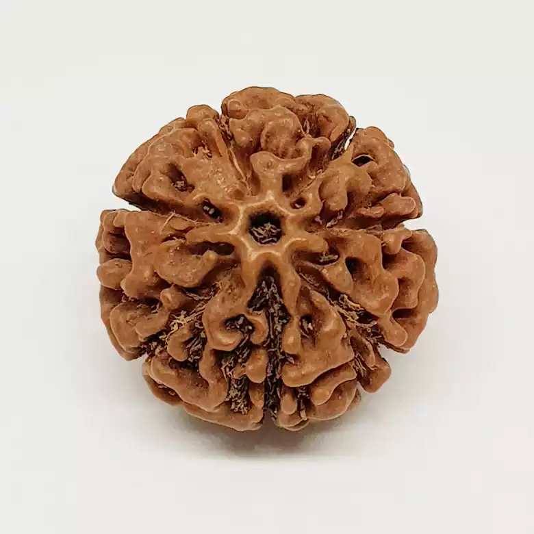 7 Mukhi Rudraksha - Indonesia - Image 8