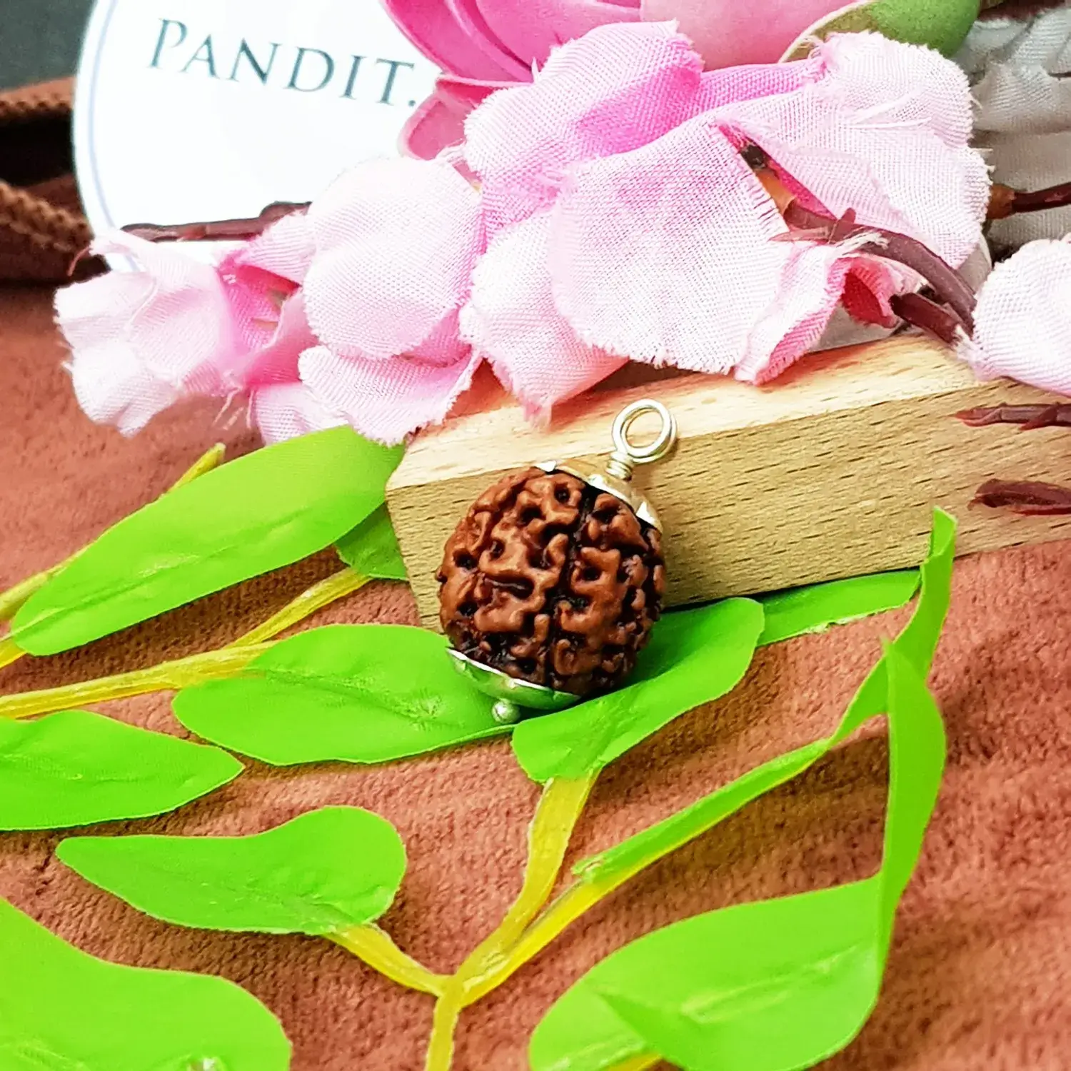 8 Faced Rudraksha - Nepal