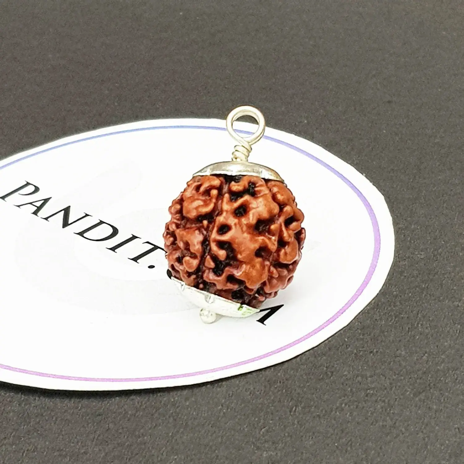 8 Faced Rudraksha - Nepal - Image 3
