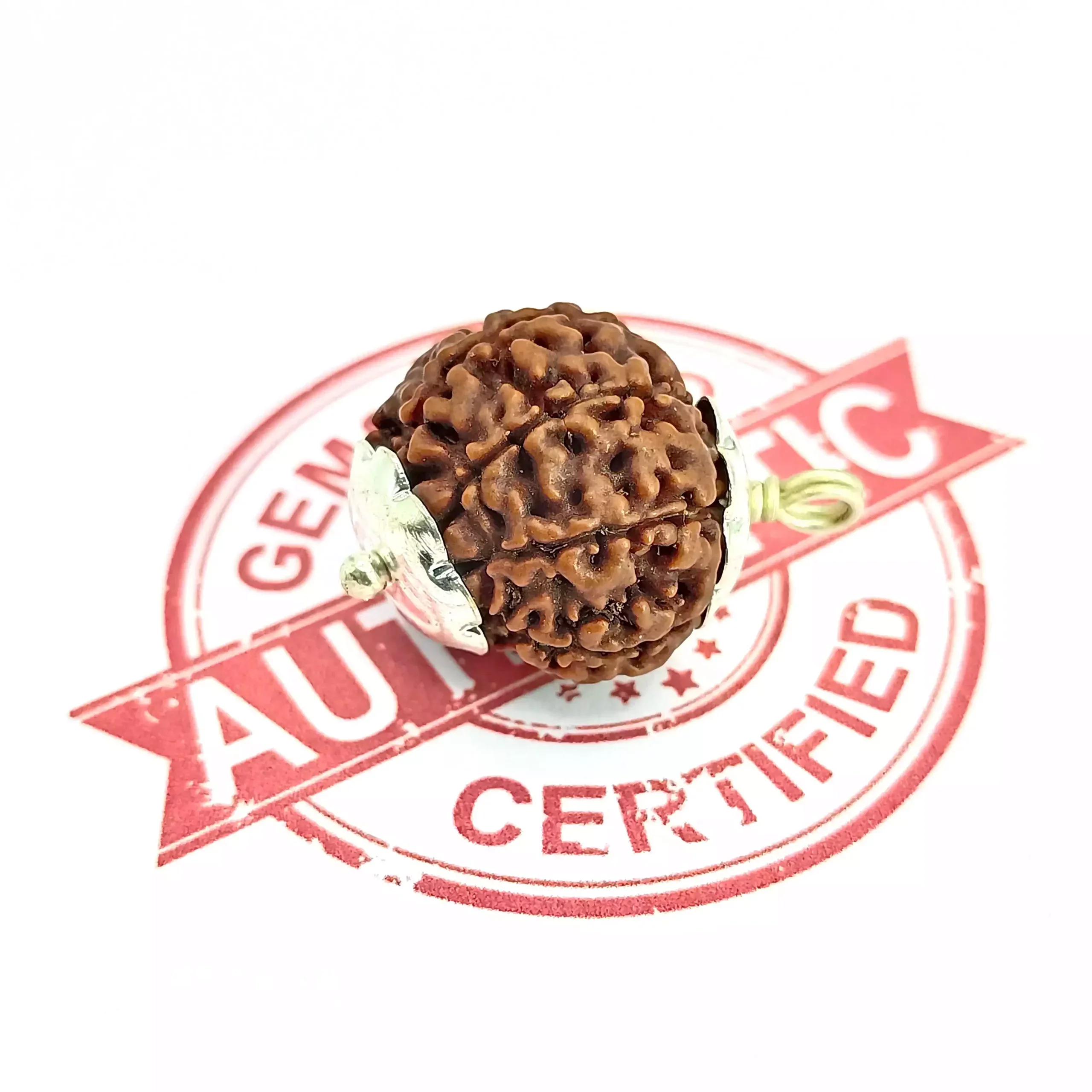 8 Faced Rudraksha - Nepal - Image 4
