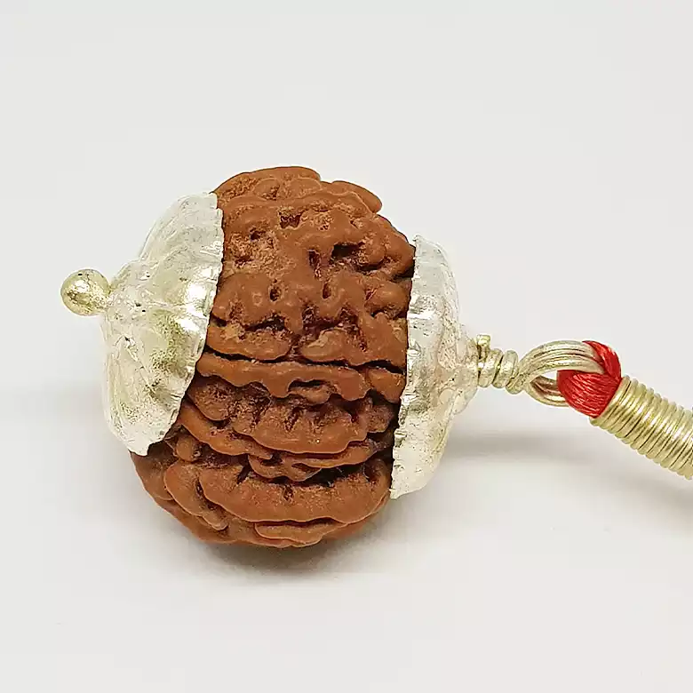 8 Faced Rudraksha - Nepal - Image 6
