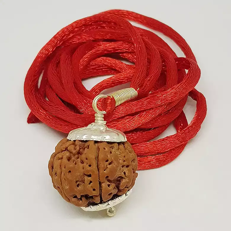 8 Faced Rudraksha - Nepal - Image 7