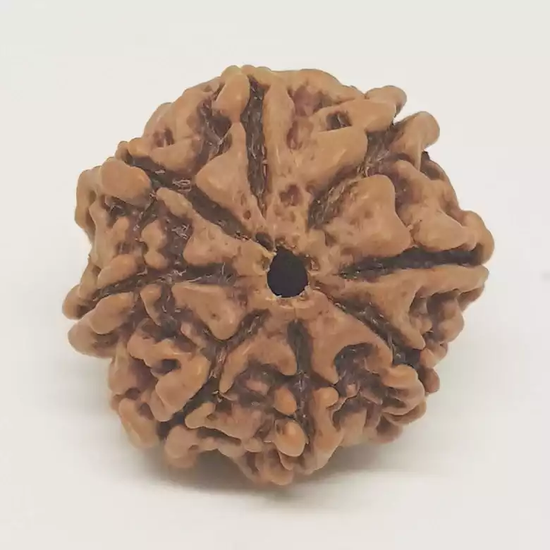 8 Faced Rudraksha - Nepal - Image 8