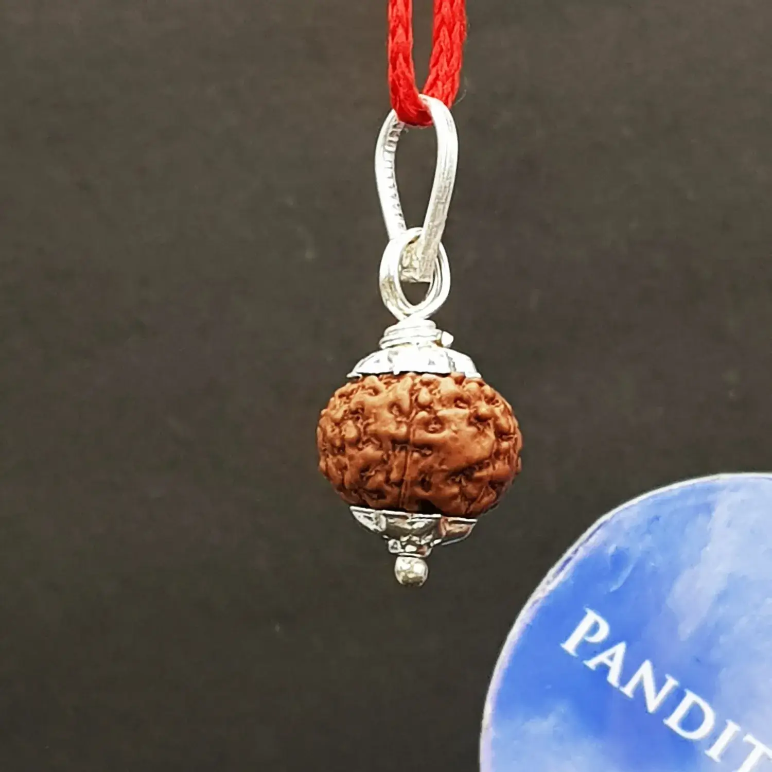 8 Mukhi Rudraksha - Indonesia - Image 4
