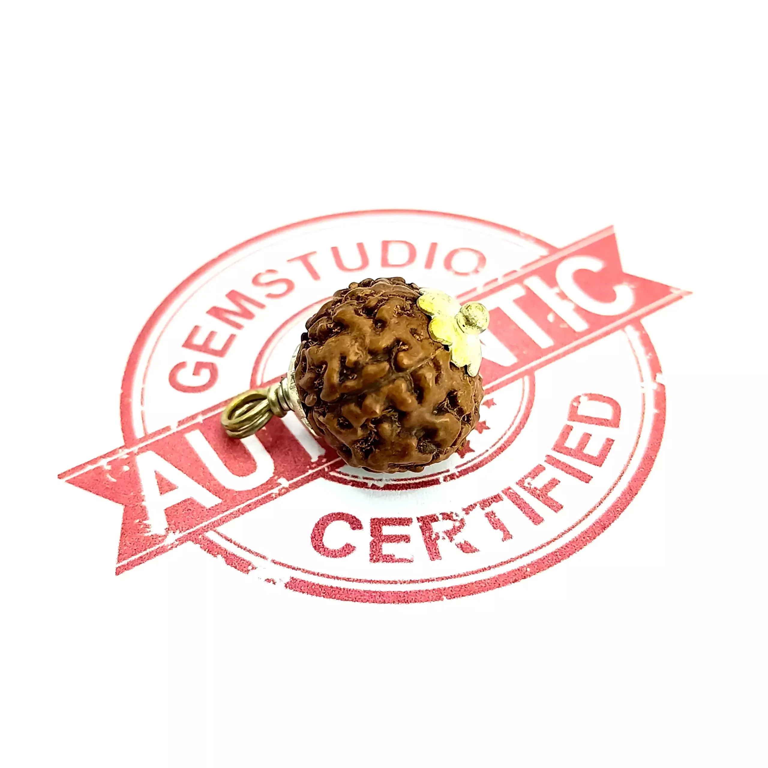 8 Mukhi Rudraksha - Indonesia - Image 5