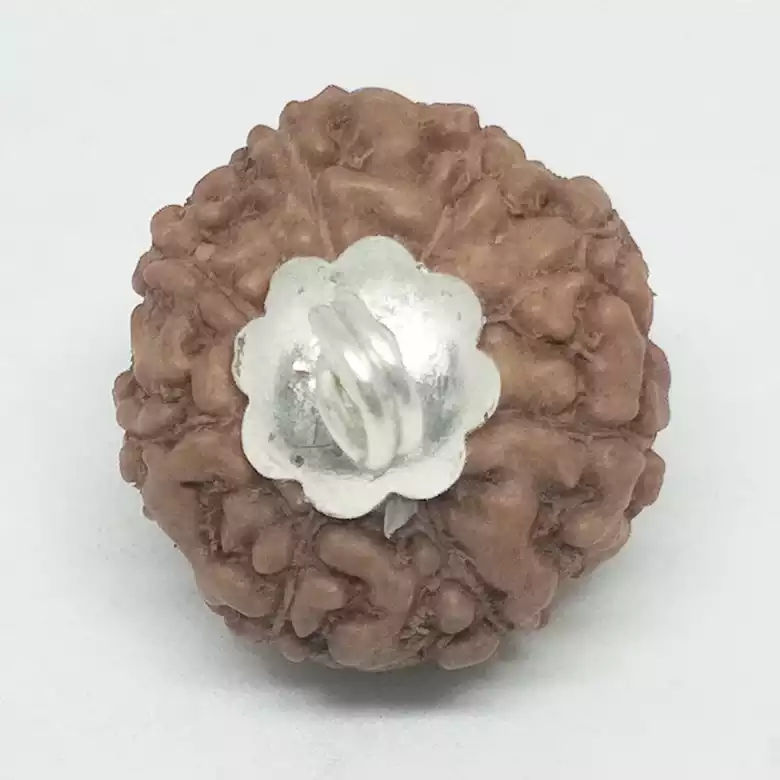 8 Mukhi Rudraksha - Indonesia - Image 7
