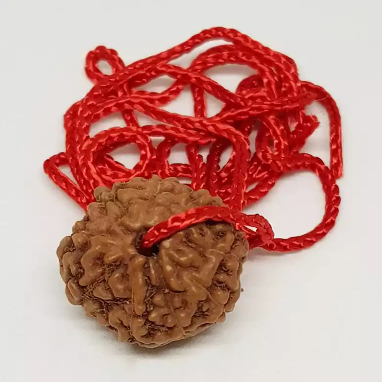 8 Mukhi Rudraksha - Indonesia - Image 8