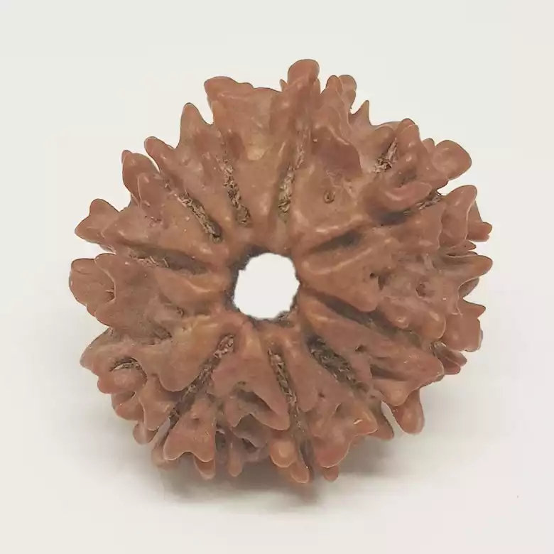9 Faced Rudraksha - Nepal - Image 10