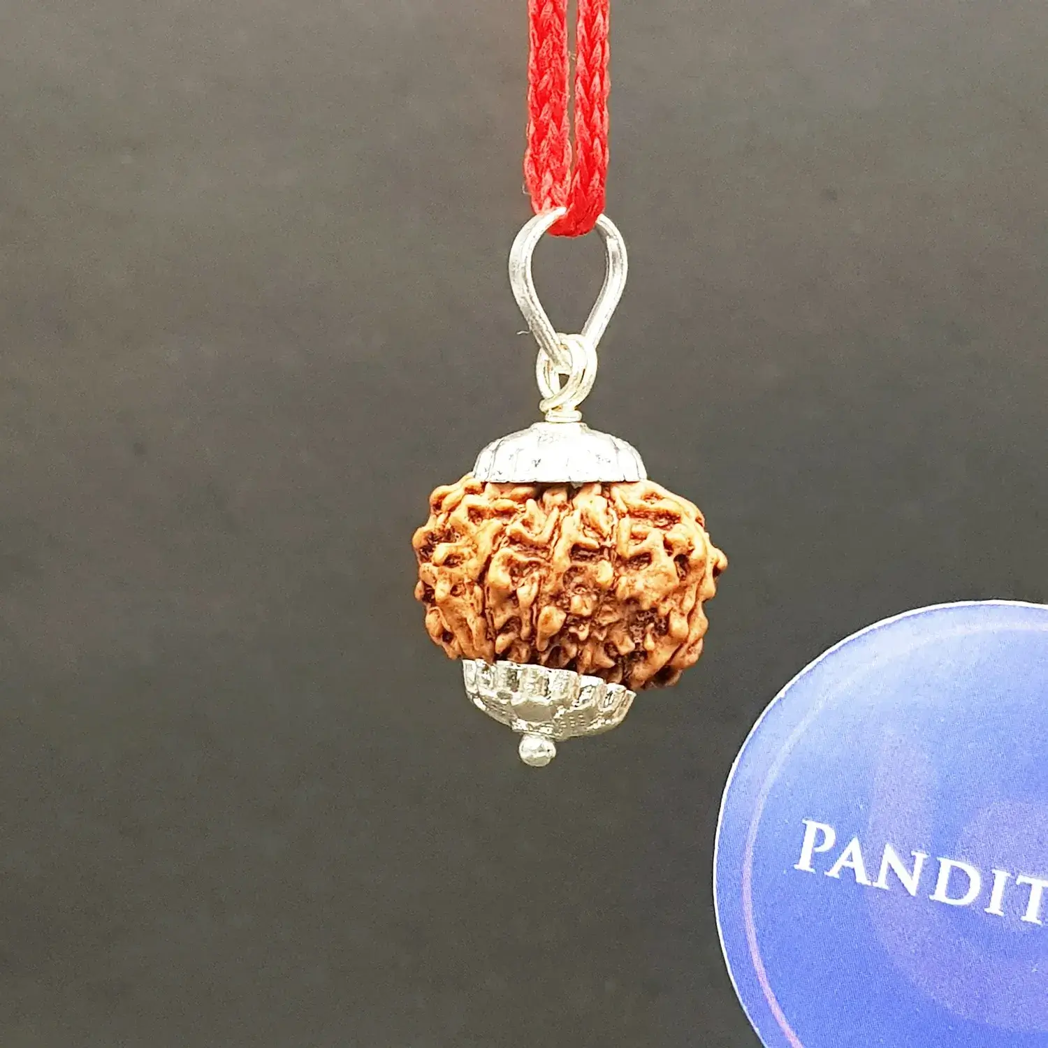 9 Faced Rudraksha - Nepal - Image 4
