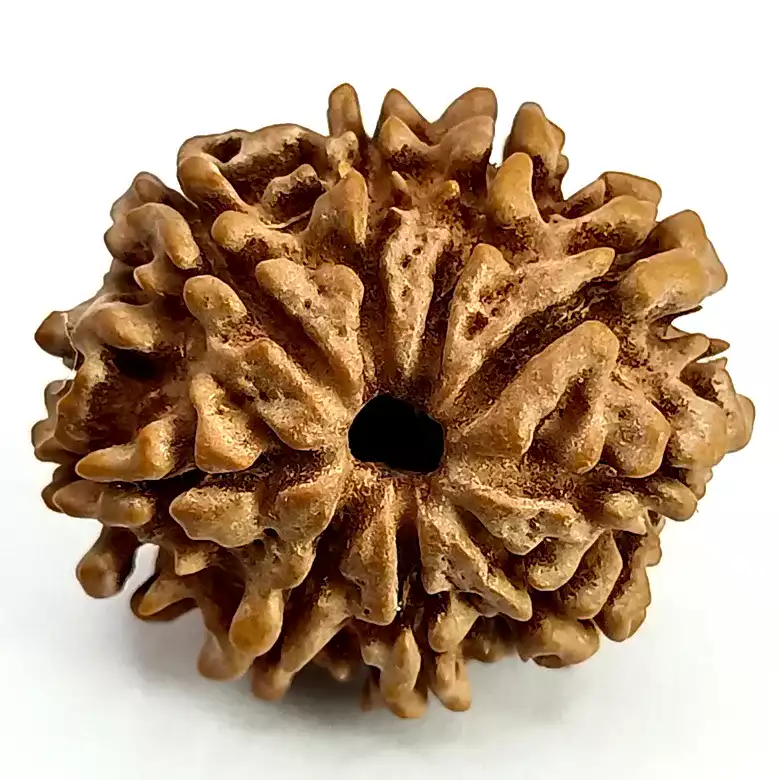 9 Faced Rudraksha - Nepal - Image 6