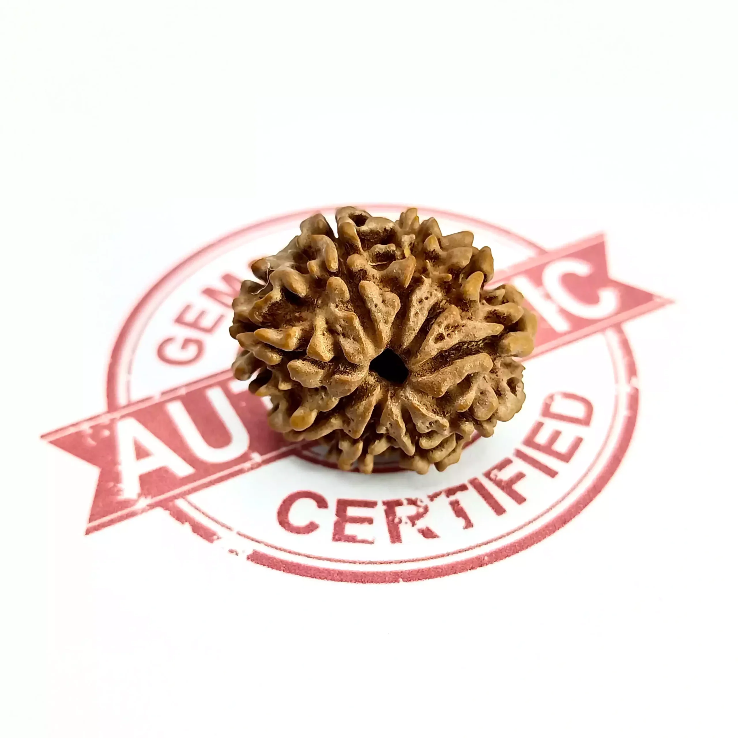 9 Faced Rudraksha - Nepal - Image 7