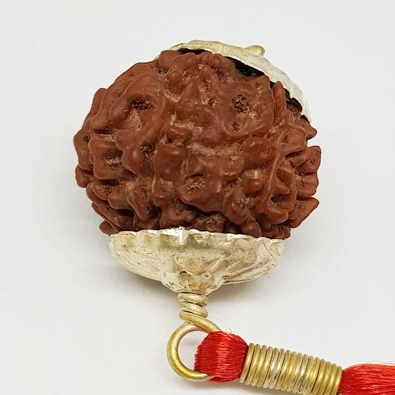 9 Faced Rudraksha - Nepal - Image 9