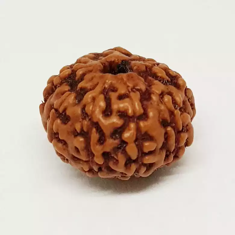 9 Mukhi Rudraksha - Indonesia - Image 10