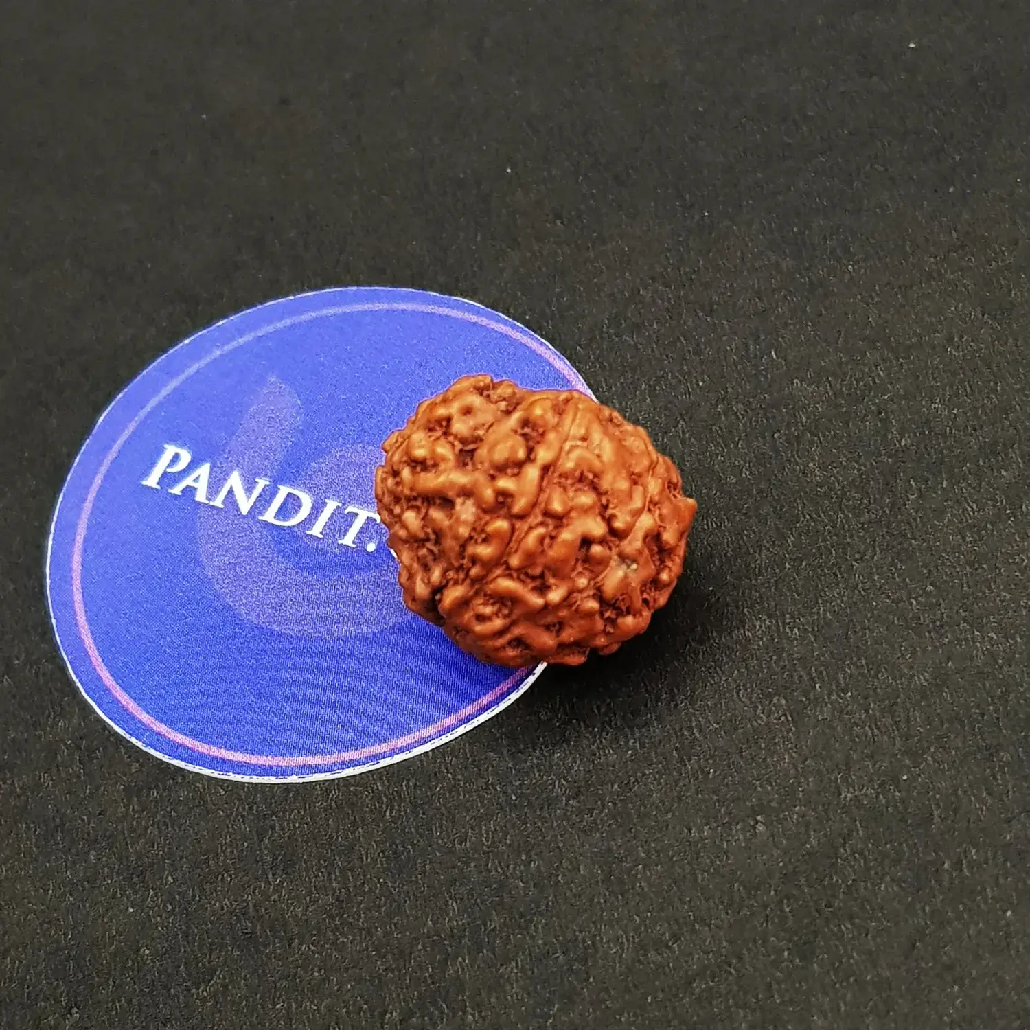 9 Mukhi Rudraksha - Indonesia - Image 4